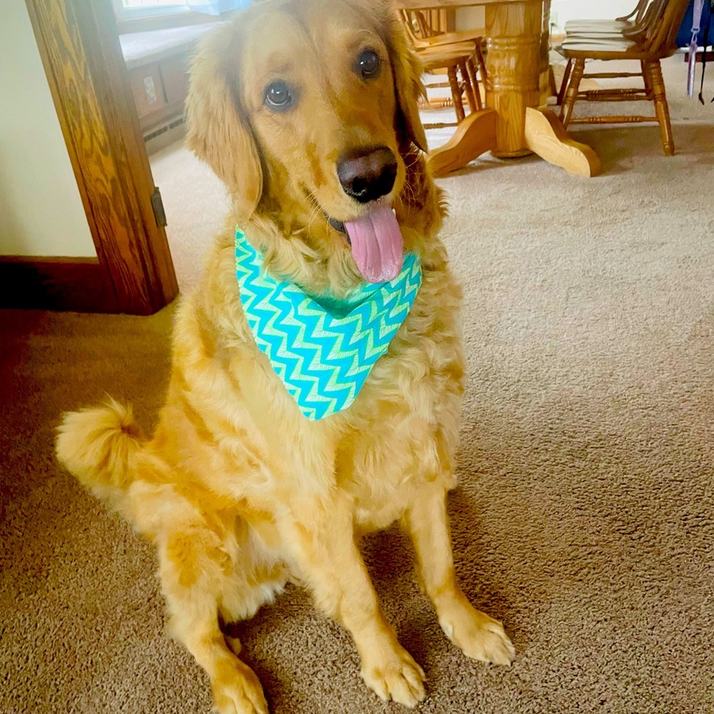 Meet your Posher, Heidi
